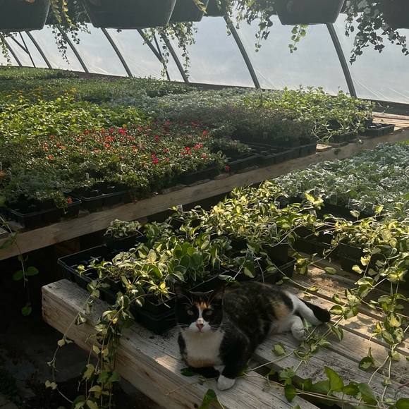 Meet your Posher, Kora - Picture 3 of 3